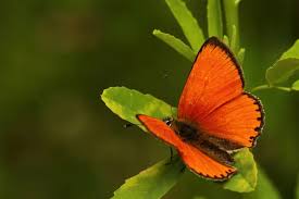 Attēlu rezultāti vaicājumam “Lycaena virgaureae male”