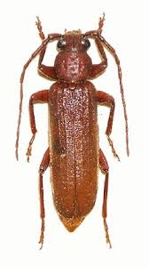 Attēlu rezultāti vaicājumam “Criocephalus rusticus”