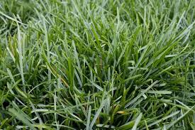 Attēlu rezultāti vaicājumam “Sesleria caerulea leaf”