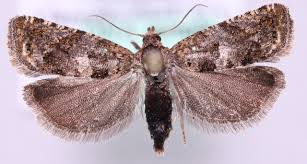 Attēlu rezultāti vaicājumam “Epiblema grandaevana”