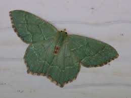 Attēlu rezultāti vaicājumam “Hemithea aestivaria”