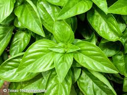 Image result for Ocimum basilicum