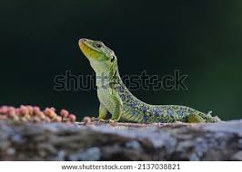 Attēlu rezultāti vaicājumam “Leporida”