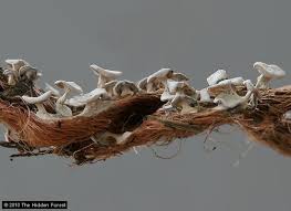 Attēlu rezultāti vaicājumam “Diderma radiatum plasmodium”