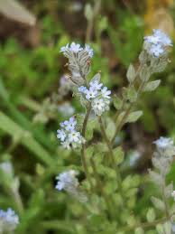Attēlu rezultāti vaicājumam “Myosotis stricta”