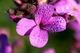 Attēlu rezultāti vaicājumam “Hesperis matronalis leaf”