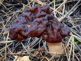 Attēlu rezultāti vaicājumam “Gyromitra esculenta”