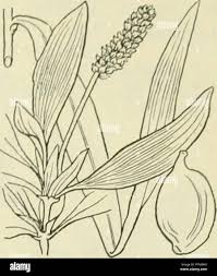 Attēlu rezultāti vaicājumam “Najadaceae”
