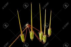 Attēlu rezultāti vaicājumam “Erodium cicutarium bud”