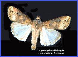 Attēlu rezultāti vaicājumam “Agrotis ripae larva”