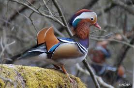 Attēlu rezultāti vaicājumam “Anseriformes”