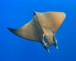 Image result for Mobula hypostoma