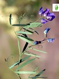 Attēlu rezultāti vaicājumam “Lathyrus palustris flower”