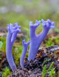 Attēlu rezultāti vaicājumam “Ramariopsis pulchella”