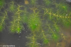 Attēlu rezultāti vaicājumam “Myriophyllum alterniflorum leaf”