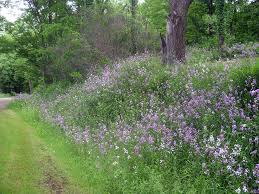 Image result for Hesperis matronalis