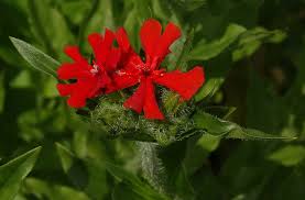 Attēlu rezultāti vaicājumam “Silene chalcedonica”