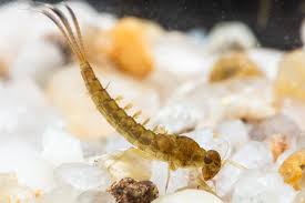 Attēlu rezultāti vaicājumam “Ephemeroptera larvae”