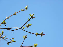Attēlu rezultāti vaicājumam “Acer tataricum bud”