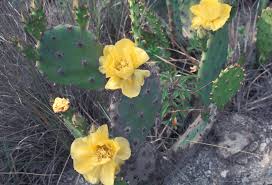 Image result for Cactaceae