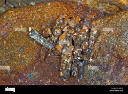 Attēlu rezultāti vaicājumam “Potamophylax”