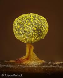 Attēlu rezultāti vaicājumam “Physarum xanthinum macro”