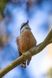 Image result for Sitta europaea