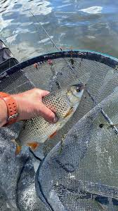 Image result for Wakefield Angling Club