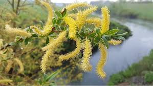 Attēlu rezultāti vaicājumam “Salix alba var. sericea”