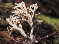 Attēlu rezultāti vaicājumam “Lentaria sp.”