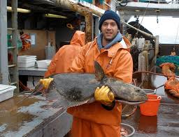 Image result for Hippoglossus hippoglossus