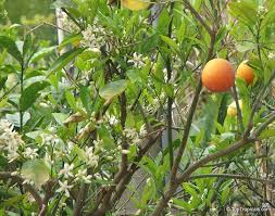 Attēlu rezultāti vaicājumam “Juglans x sinensis fruit”