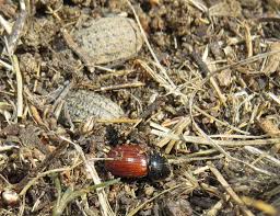 Attēlu rezultāti vaicājumam “Aphodius sp.”