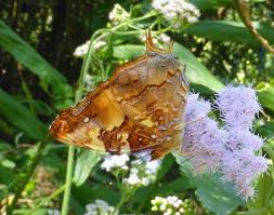 Attēlu rezultāti vaicājumam “Hoplia parvula imago”