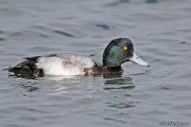 Image result for Aythya marila