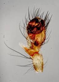 Attēlu rezultāti vaicājumam “Metellina segmentata”