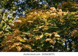 Attēlu rezultāti vaicājumam “Tilia amurensis”