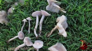 Attēlu rezultāti vaicājumam “Lepista sp.”