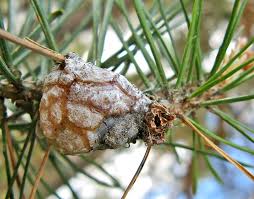 Attēlu rezultāti vaicājumam “Sacchiphantes abietis exuvia”