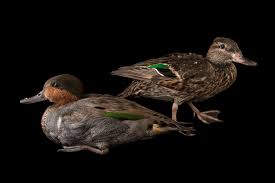 Attēlu rezultāti vaicājumam “Anas crecca”