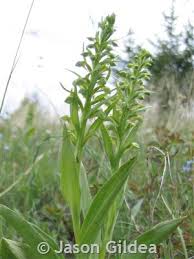 Attēlu rezultāti vaicājumam “Coeloglossum viride leaf”