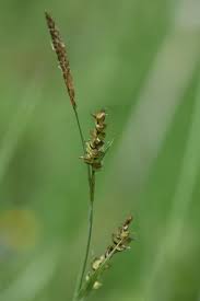 Attēlu rezultāti vaicājumam “Carex panicea flower”