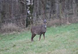 Attēlu rezultāti vaicājumam “Capreolus capreolus”
