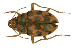 Attēlu rezultāti vaicājumam “Omophron limbatum”