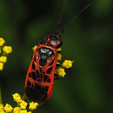 Attēlu rezultāti vaicājumam “Caenolyda reticulata”
