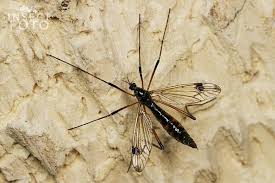 Attēlu rezultāti vaicājumam “Dictenidia bimaculata”