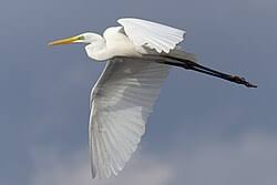Attēlu rezultāti vaicājumam “Egretta alba adult”