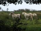 Ponies in Hickling Broad - via Daymix