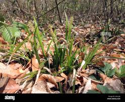Attēlu rezultāti vaicājumam “Carex sylvatica flower”