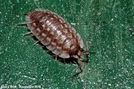 Attēlu rezultāti vaicājumam “Oniscus asellus”